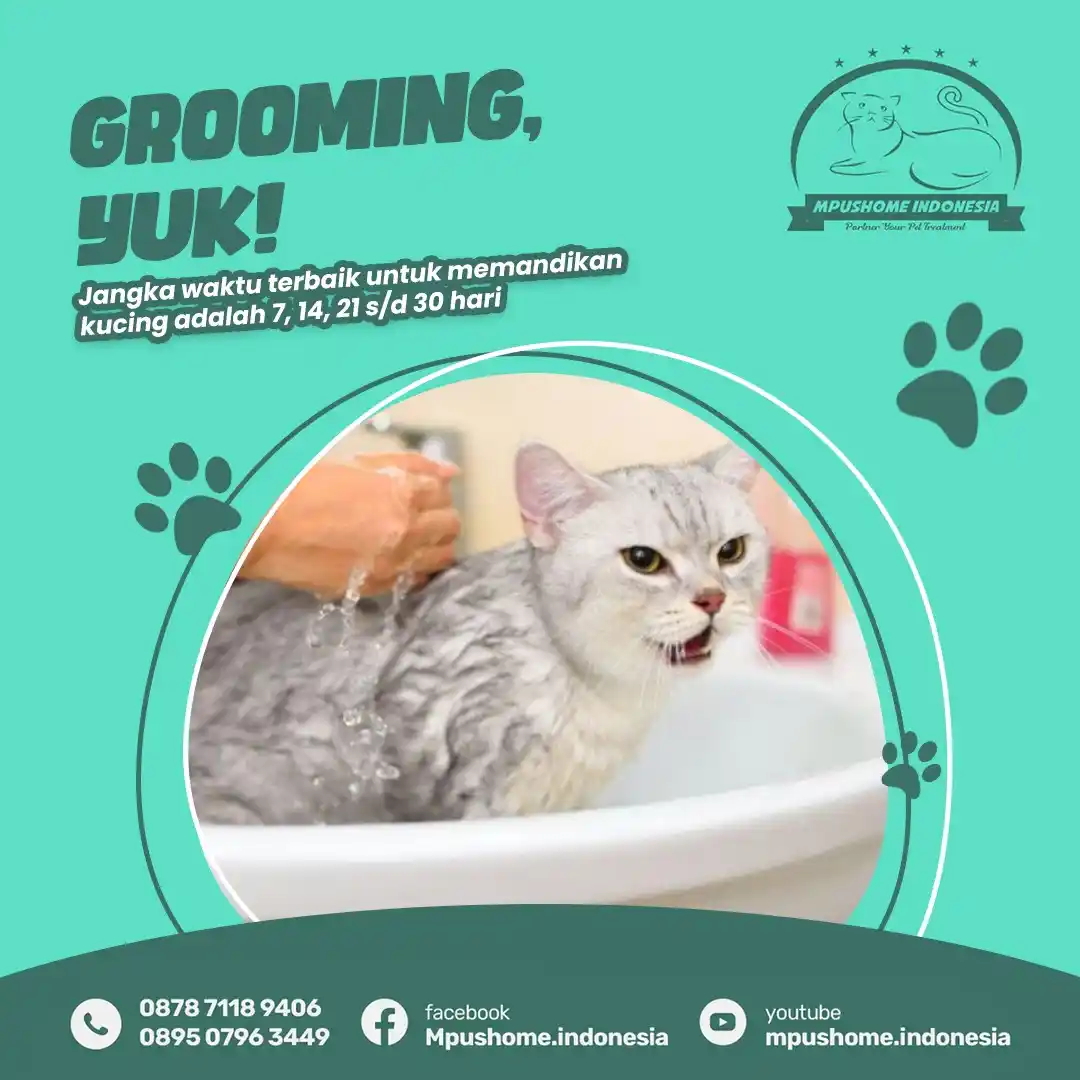 Grooming Cat Hero
